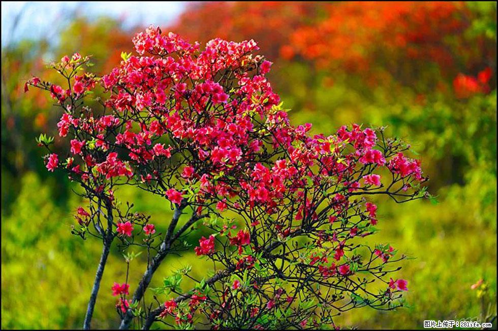 【春天,广西桂林灌阳县向您发出邀请!】春木界上映山红 - 游山玩水 - 通化生活社区 - 通化28生活网 th.28life.com