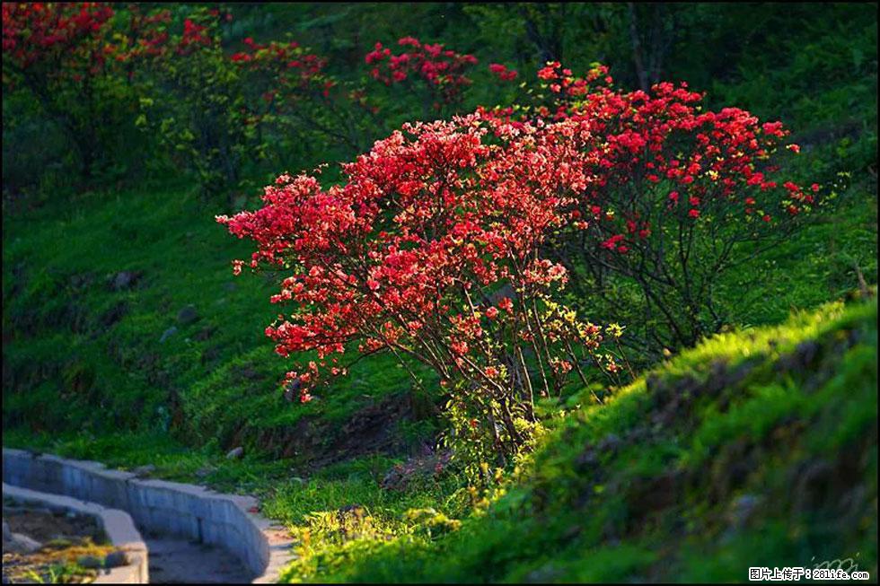 【春天,广西桂林灌阳县向您发出邀请!】春木界上映山红 - 游山玩水 - 通化生活社区 - 通化28生活网 th.28life.com