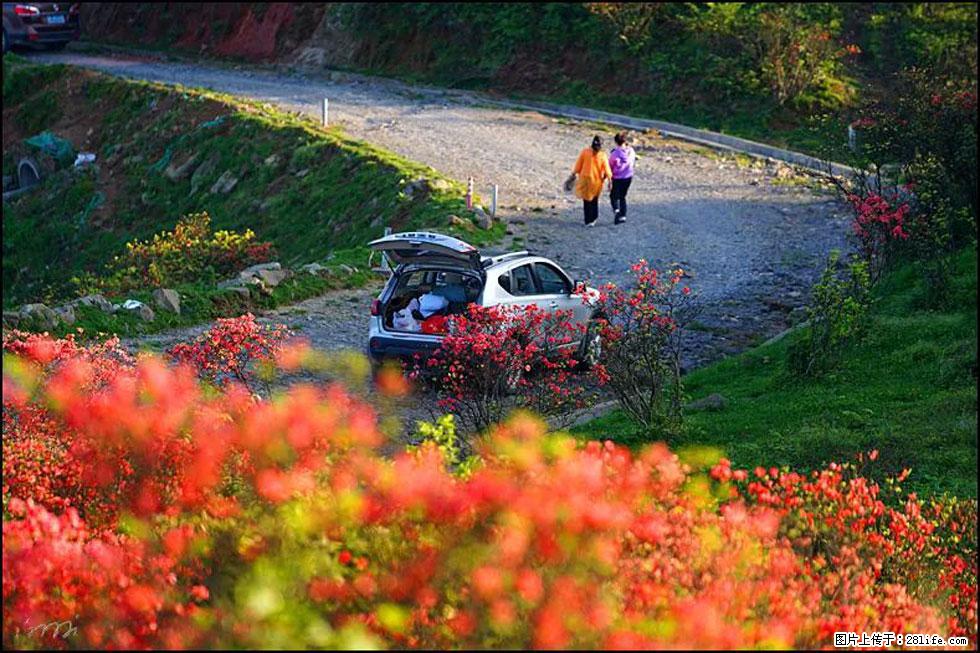 【春天,广西桂林灌阳县向您发出邀请!】春木界上映山红 - 游山玩水 - 通化生活社区 - 通化28生活网 th.28life.com