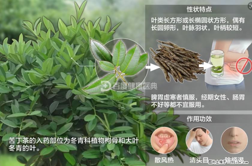 苦丁茶有哪些功效和作用 - 生活百科 - 通化生活社区 - 通化28生活网 th.28life.com