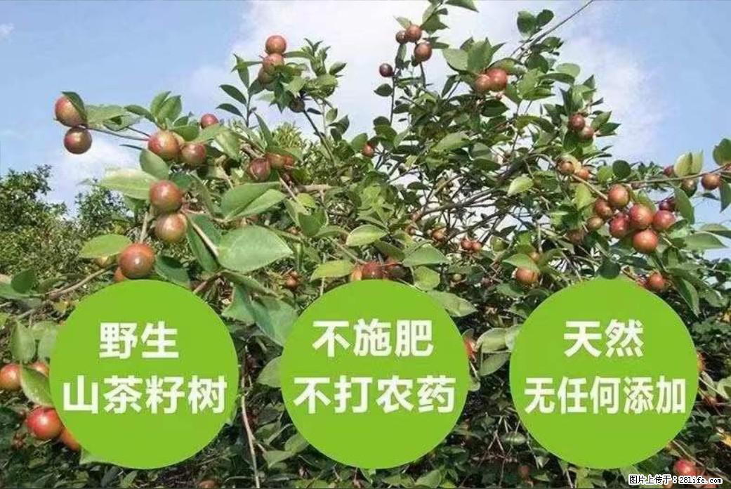 【灌阳县油茶产业示范区】一个有着充实的精神生活的人,对待身外之物自会有一种淡泊的态度 - 美食天地 - 通化生活社区 - 通化28生活网 th.28life.com