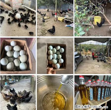 油茶园从小鸡仔开始养起的纯土鸡、土鸡蛋可以预定啦!还有前几天刚榨的纯山茶油哦 - 土特产 - 饮食特产 - 通化分类信息 - 通化28生活网 th.28life.com