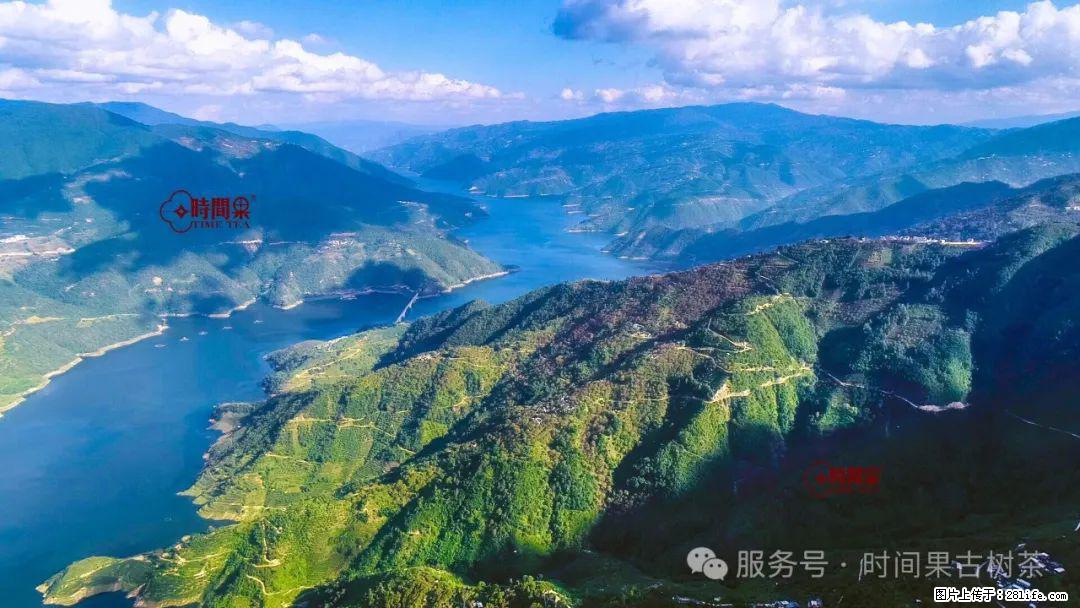 时间果百年古树龙珠普洱生茶 - 购物交流 - 通化生活社区 - 通化28生活网 th.28life.com