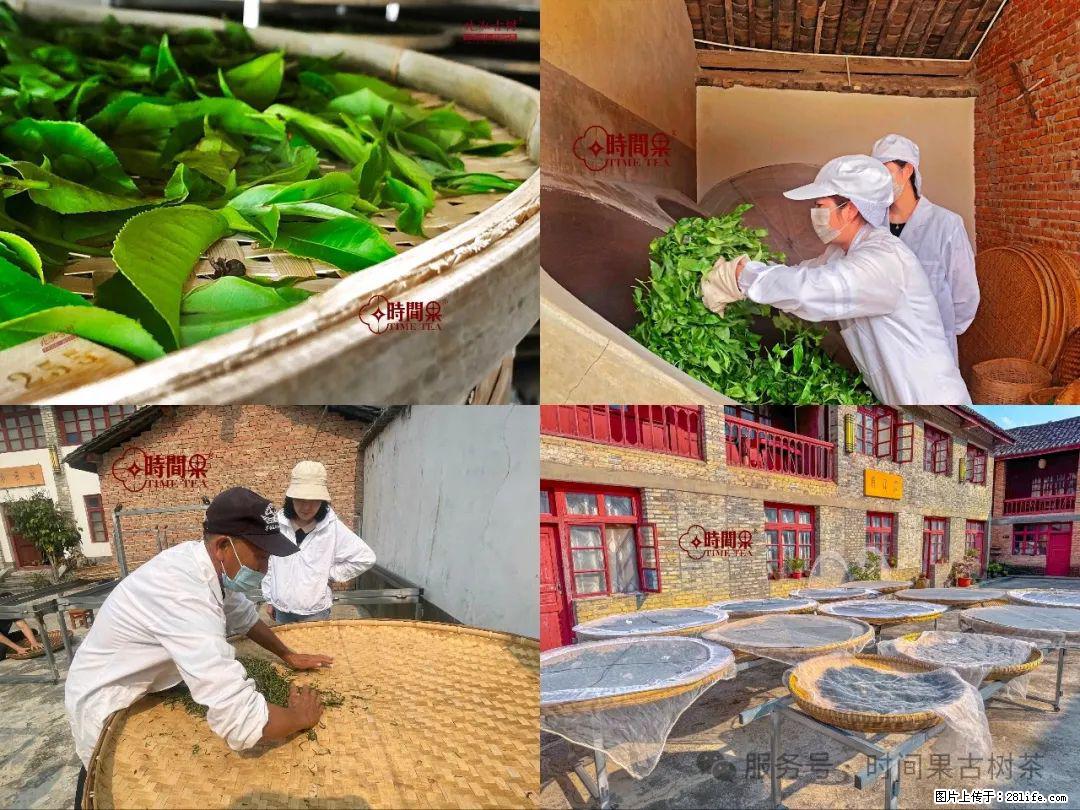 时间果百年古树龙珠普洱生茶 - 购物交流 - 通化生活社区 - 通化28生活网 th.28life.com