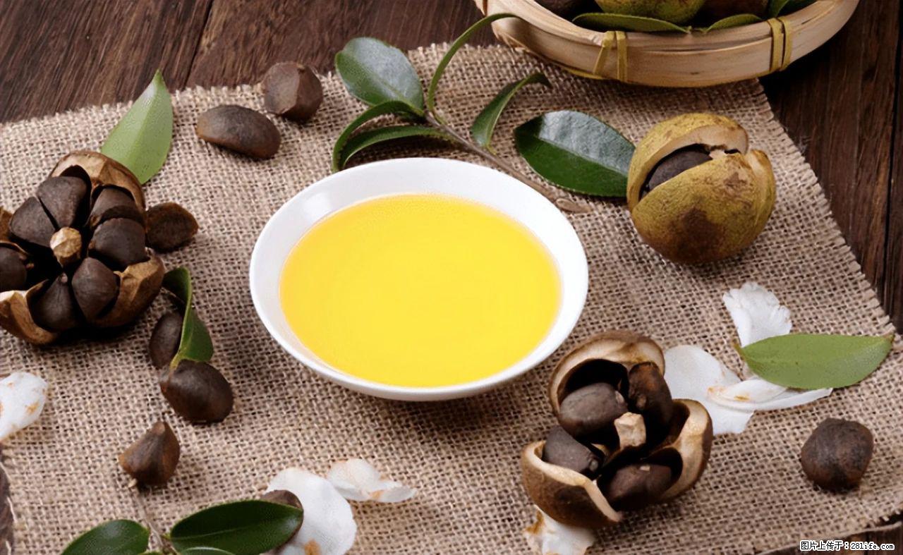 揭秘茶油的5大核心营养成分!被称为人体健康的“守护盾”! - 通化生活资讯 - 通化28生活网 th.28life.com