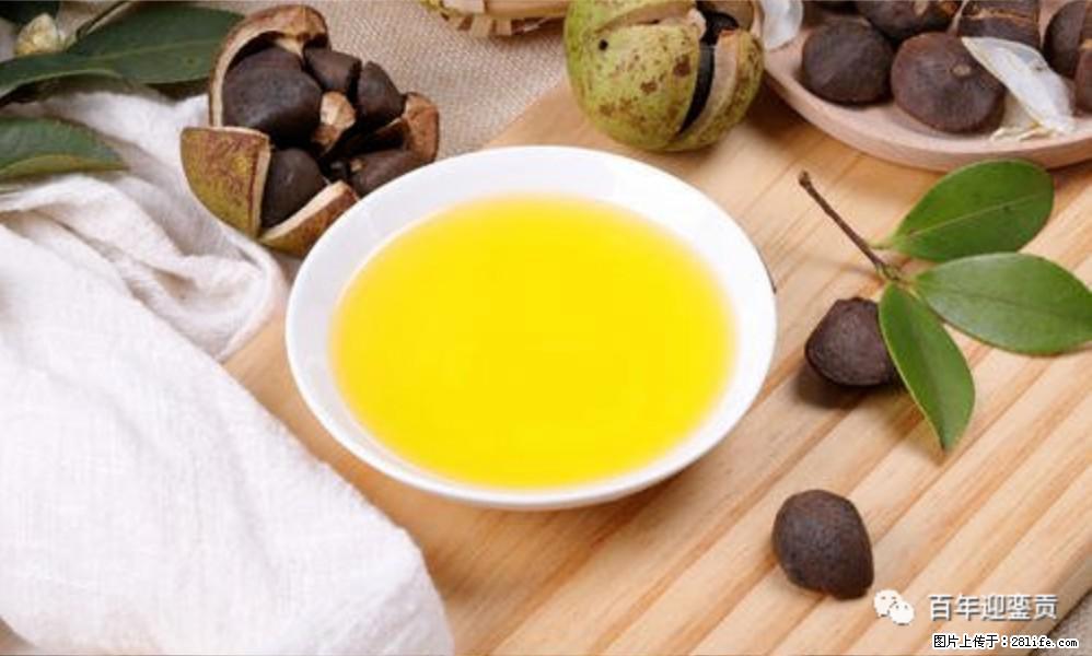 揭秘茶油的5大核心营养成分!被称为人体健康的“守护盾”! - 通化生活资讯 - 通化28生活网 th.28life.com