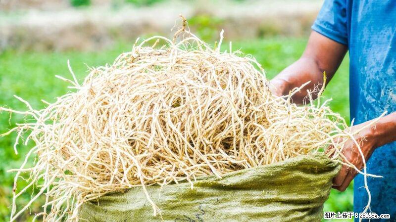 堪称“最难吃”的蔬菜，却是 “抗辐射神器”，还能护肺、清热、止咳化痰！ - 通化生活资讯 - 通化28生活网 th.28life.com