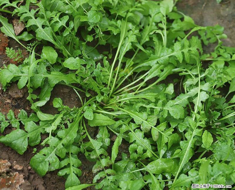 这些蔬菜是“天然钙片”，这6种被医生重点推荐 - 通化生活资讯 - 通化28生活网 th.28life.com