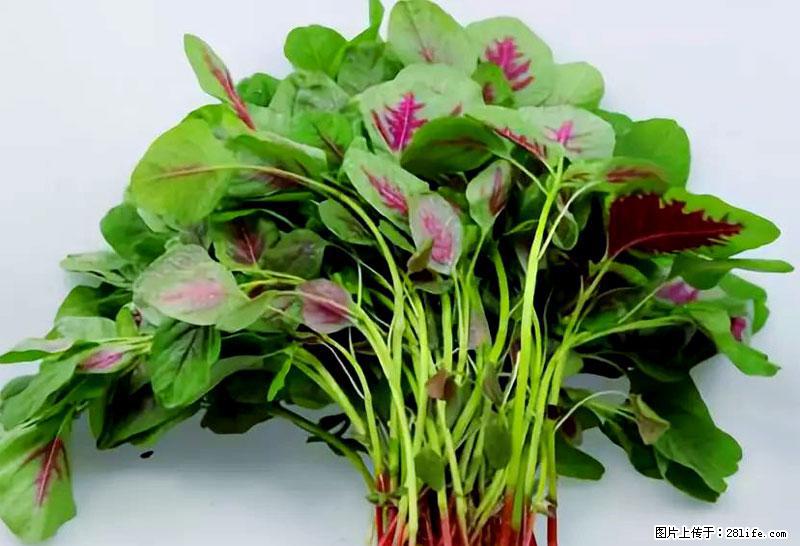 这些蔬菜是“天然钙片”，这6种被医生重点推荐 - 通化生活资讯 - 通化28生活网 th.28life.com