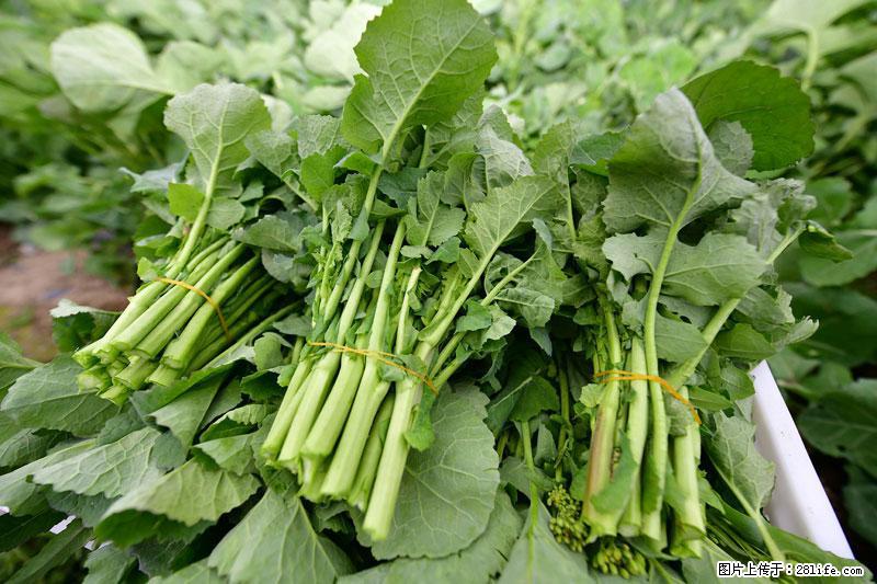 这些蔬菜是“天然钙片”，这6种被医生重点推荐 - 通化生活资讯 - 通化28生活网 th.28life.com